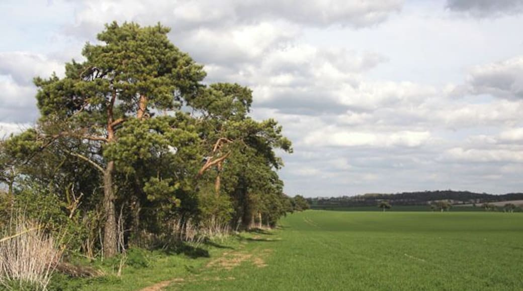 Footpath Belt This line of trees is named 'Footpath Belt' after the public path to Six Mile Bottom that follows its northern side.