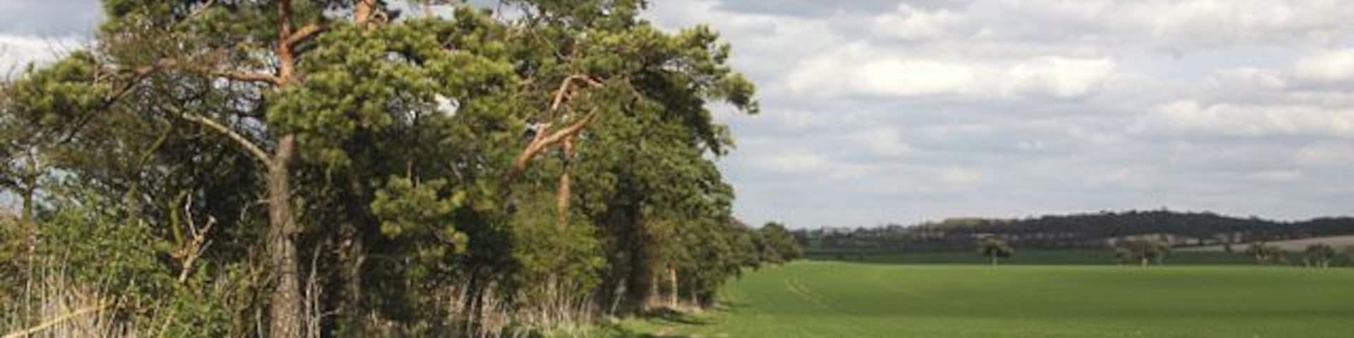 Footpath Belt This line of trees is named 'Footpath Belt' after the public path to Six Mile Bottom that follows its northern side.