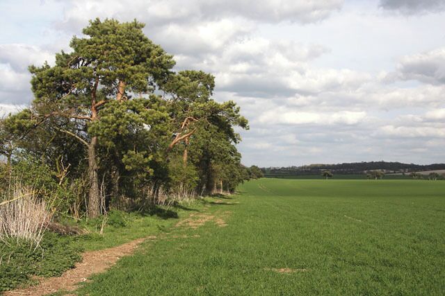 A grassy field with a dirt path, trees, and a cloudy sky.