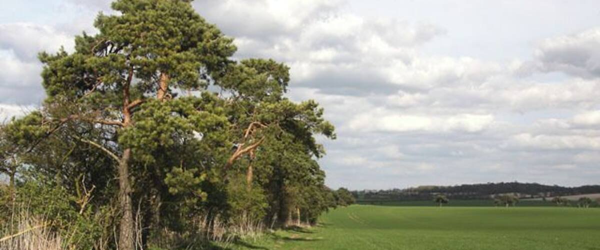 A grassy field with a dirt path, trees, and a cloudy sky.