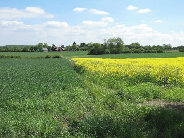 Un campo de flores amarillas, césped verde y una casa a lo lejos.