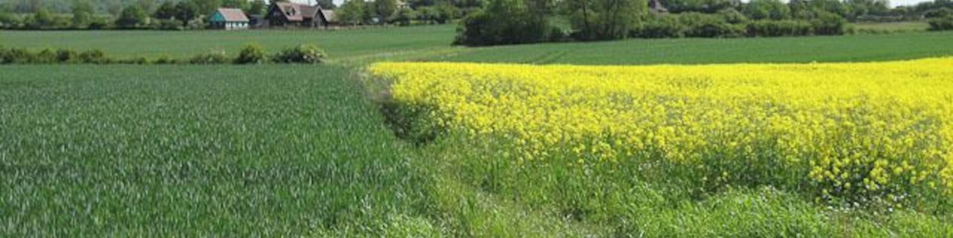 Un campo de flores amarillas, césped verde y una casa a lo lejos.