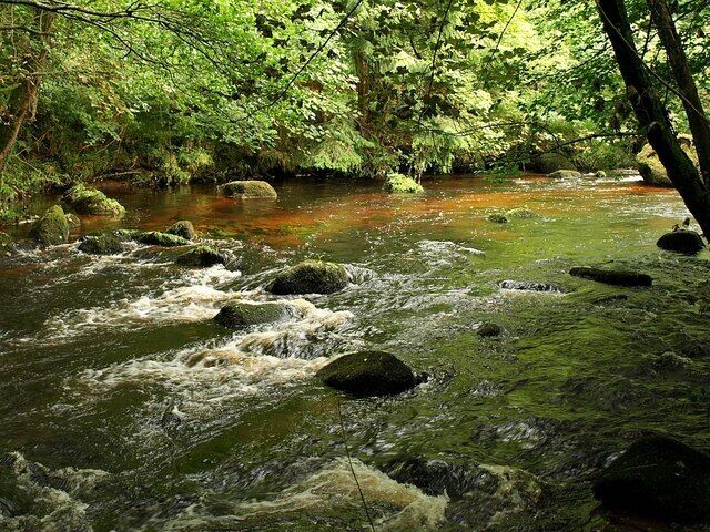 A flowing river with rocks and dense green foliage in the background.