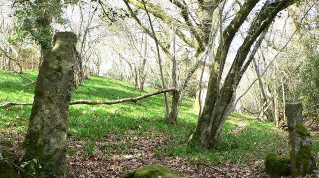 Lower East Lounston nature reserve Granite gateposts at this damp oak woodland site which is cared for with help from Devon Wildlife Trust by agreement with the owner.