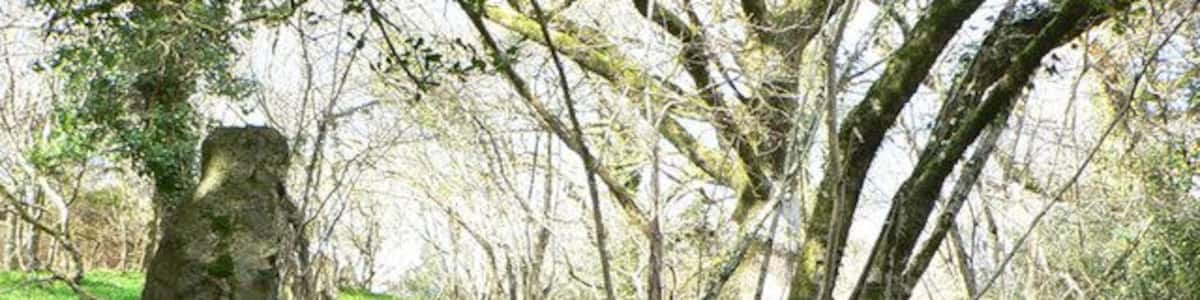 Lower East Lounston nature reserve Granite gateposts at this damp oak woodland site which is cared for with help from Devon Wildlife Trust by agreement with the owner.