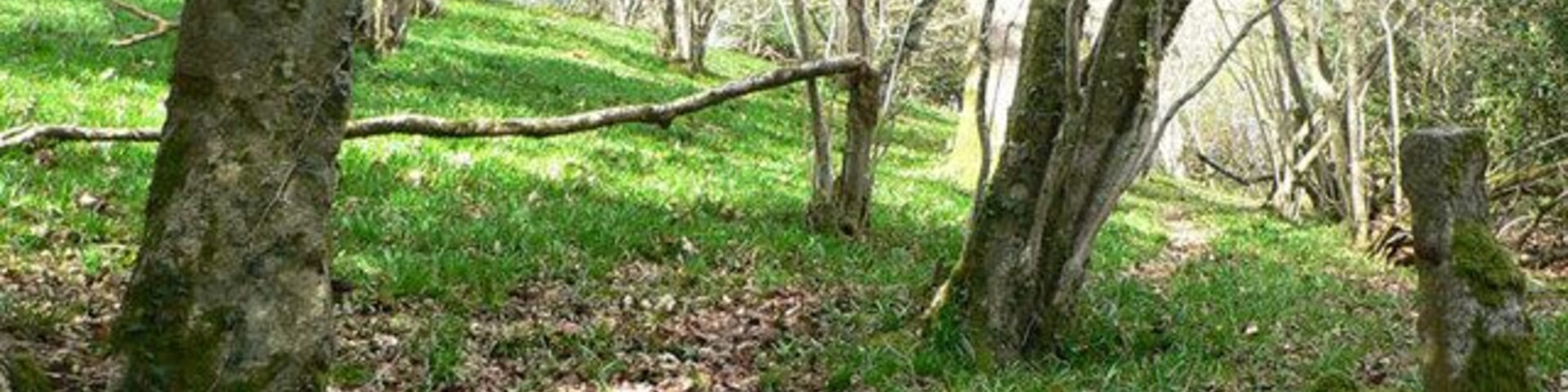 Lower East Lounston nature reserve Granite gateposts at this damp oak woodland site which is cared for with help from Devon Wildlife Trust by agreement with the owner.