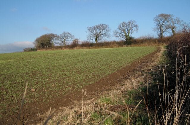 Hedgerow by Hestow Road