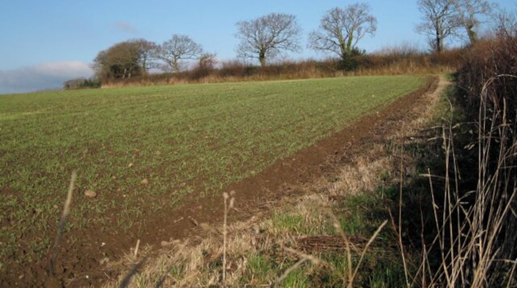 Hedgerow by Hestow Road