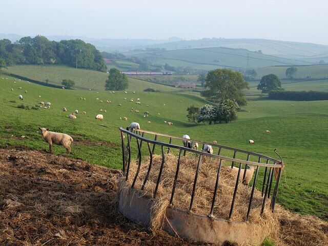 A green field with sheep grazing, a metal fence, and rolling hills in the background.