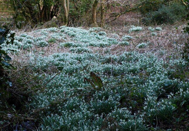 Snowdrops near Hammerslake. Alas, this amazing display of snowdrops in the steep wood below 1763317 was in the shade. Seen from Lustleigh Footpath 5.