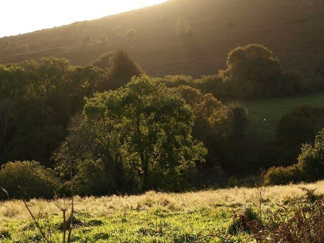 Trees near Haytor Vale Looking over the Lemon valley from the lane between Smokey Cross and Cottamoor Cross, with the moorland southeast of Hay Tor rising beyond. Flies catch the late sunlight.