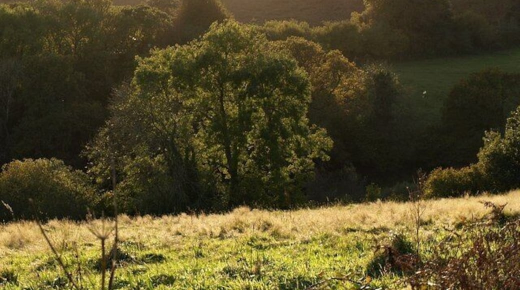 Trees near Haytor Vale Looking over the Lemon valley from the lane between Smokey Cross and Cottamoor Cross, with the moorland southeast of Hay Tor rising beyond. Flies catch the late sunlight.