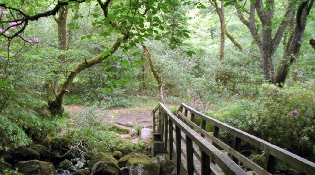 Teign footbridge Footbridge over the River North Teign in Gidleigh Wood, Devon.