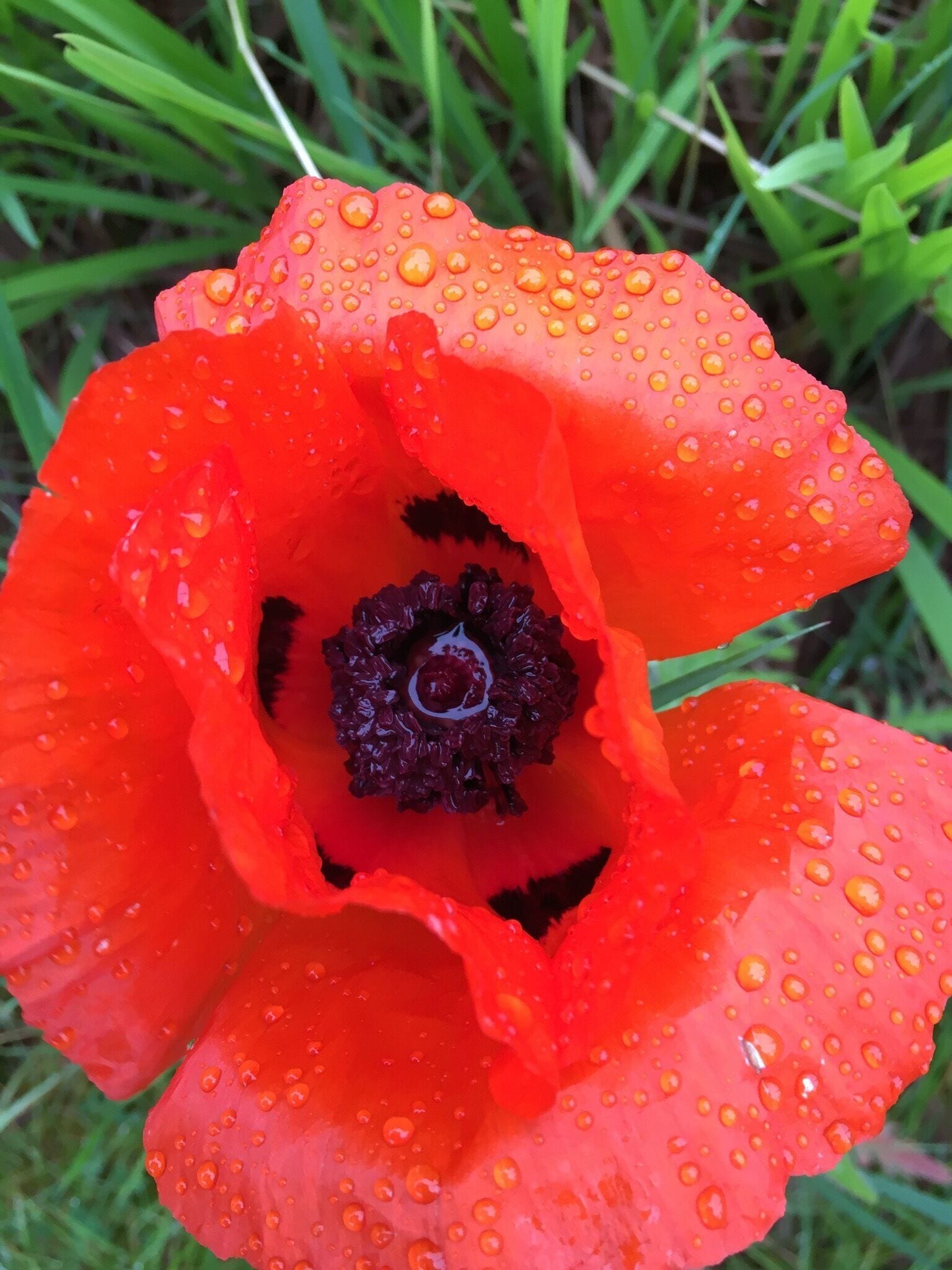 First of the poppies to come out for the summer after a typical summer shower