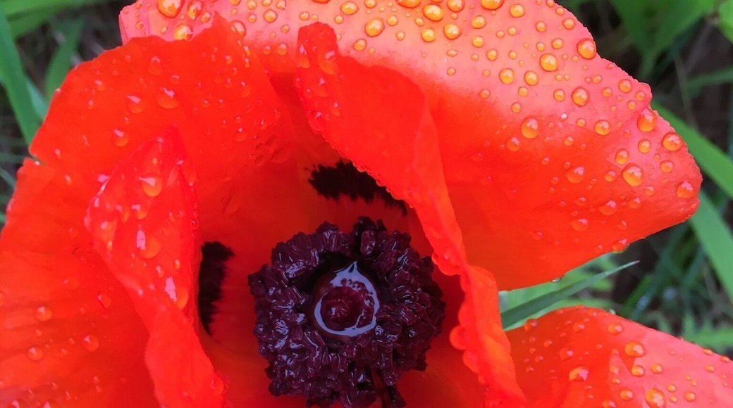 First of the poppies to come out for the summer after a typical summer shower