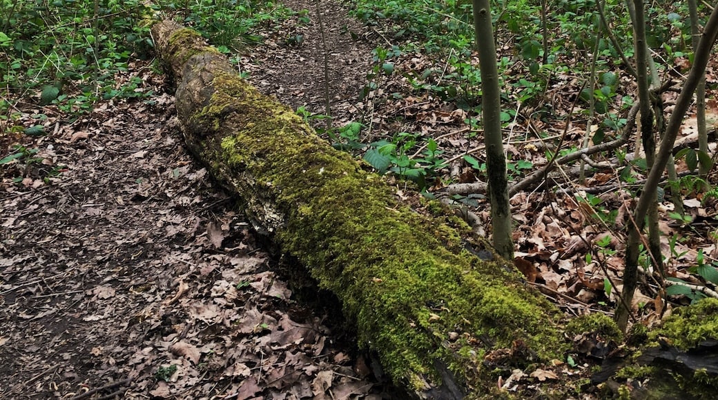 Just a small woodland off woodham way