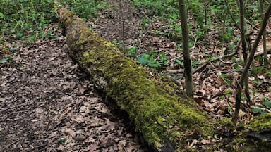Just a small woodland off woodham way