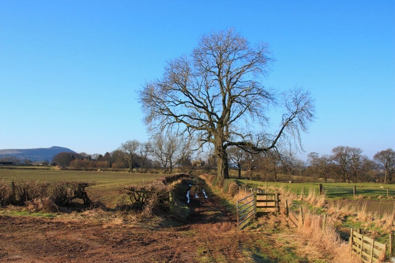 Farm Track between Faceby and Whorlton Shows particularly impressive lone tree in hedge at side of track