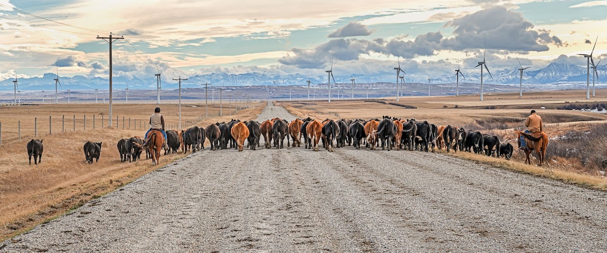A gravel road with a herd of cattle in a rural landscape with wind turbines and mountains in the background.