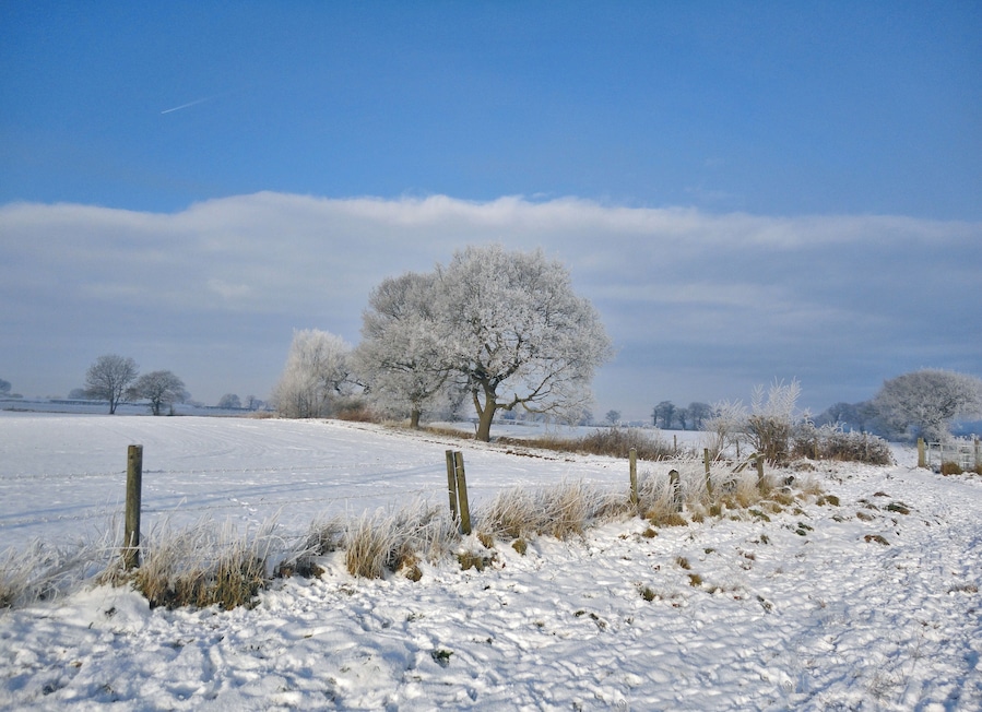 A snow-covered field with a wooden fence and a large tree in the distance.