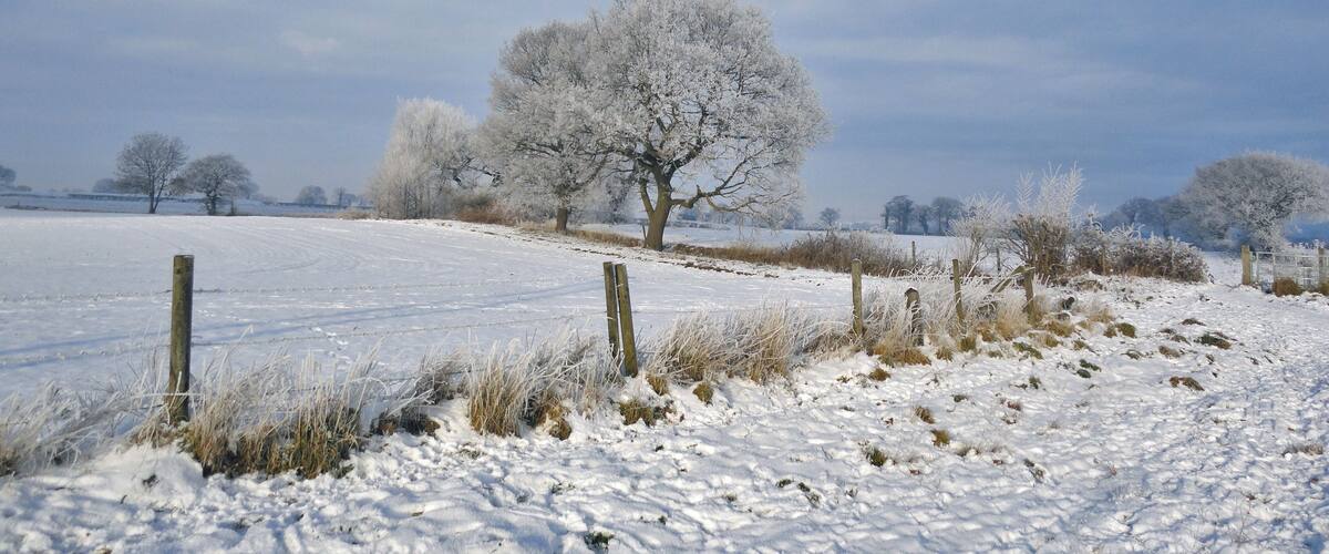 A snow-covered field with a wooden fence and a large tree in the distance.