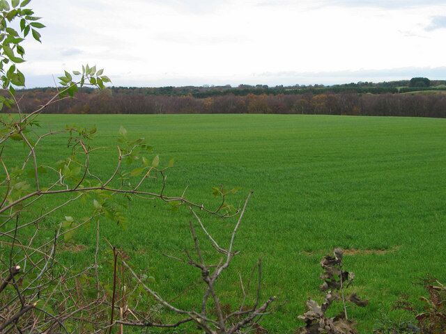 A vast green field with a tree branch in the foreground and a line of trees in the background.
