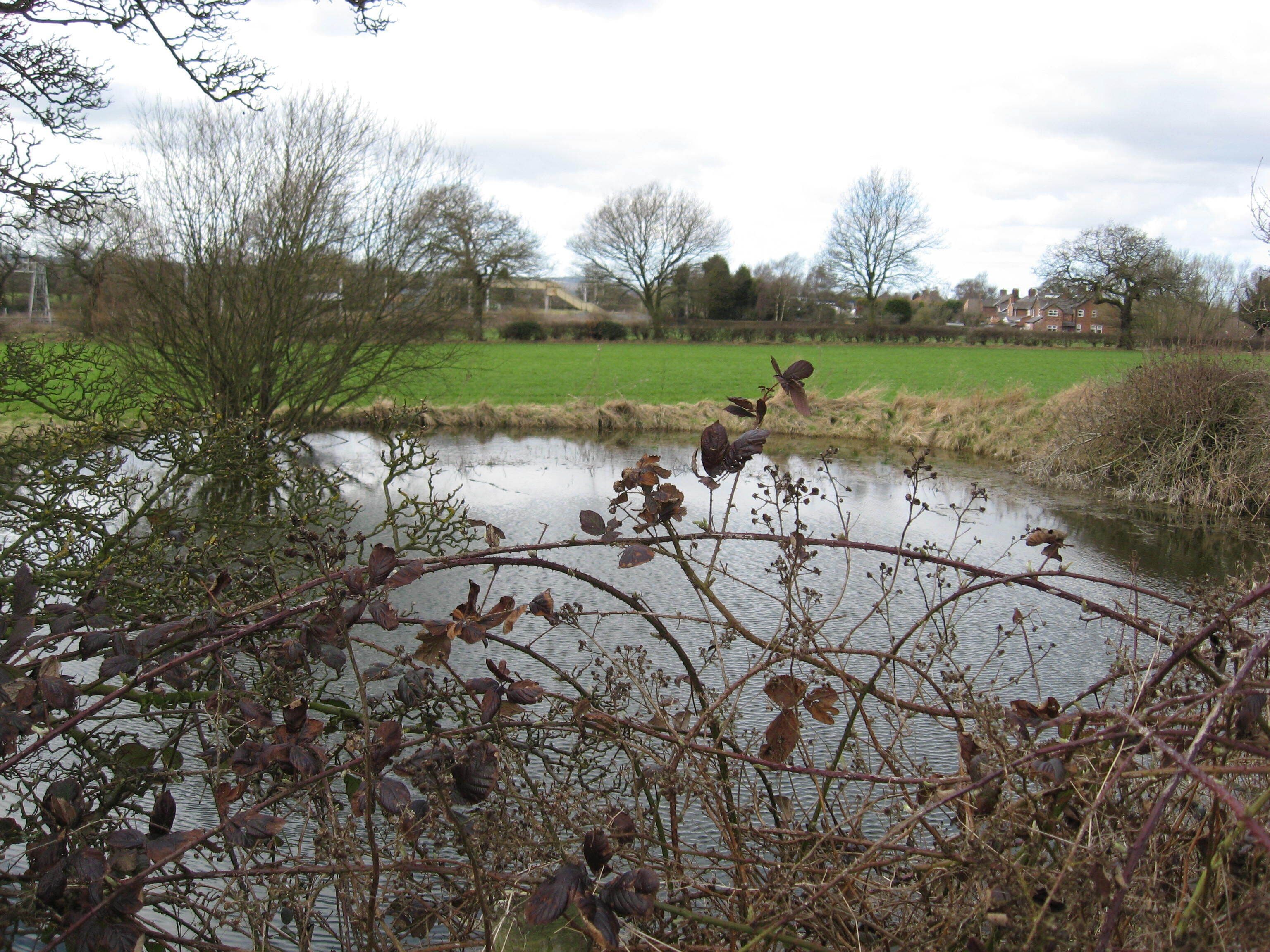 Pond seen through hedge Rather painful for the photographer.
