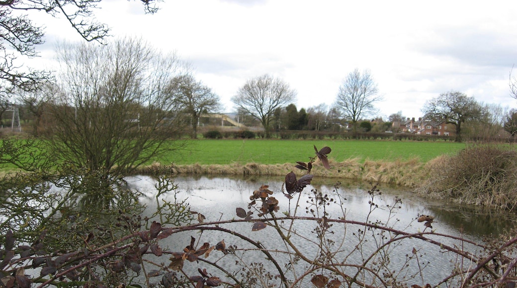 Pond seen through hedge Rather painful for the photographer.