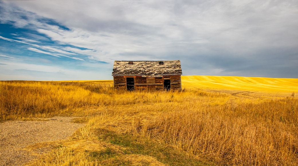 All that is left of an old house in the farmers feild. Three Hills, Alberta, Canada