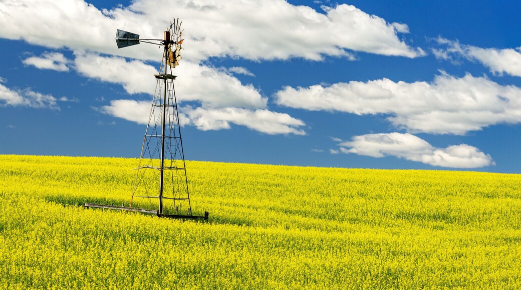 Panorama of a flowering canola field with an old wind mill tower in the middle, with a blue sky and white, puffy clouds; North of Three Hills, Alberta, Canada