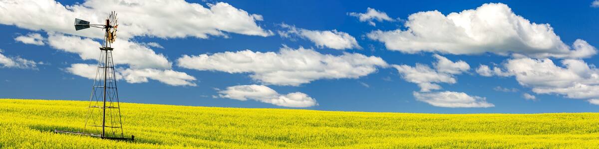 Panorama of a flowering canola field with an old wind mill tower in the middle, with a blue sky and white, puffy clouds; North of Three Hills, Alberta, Canada
