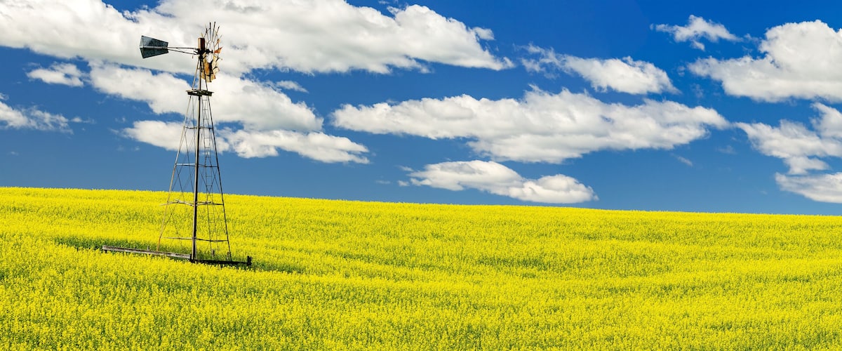 Panorama of a flowering canola field with an old wind mill tower in the middle, with a blue sky and white, puffy clouds; North of Three Hills, Alberta, Canada
