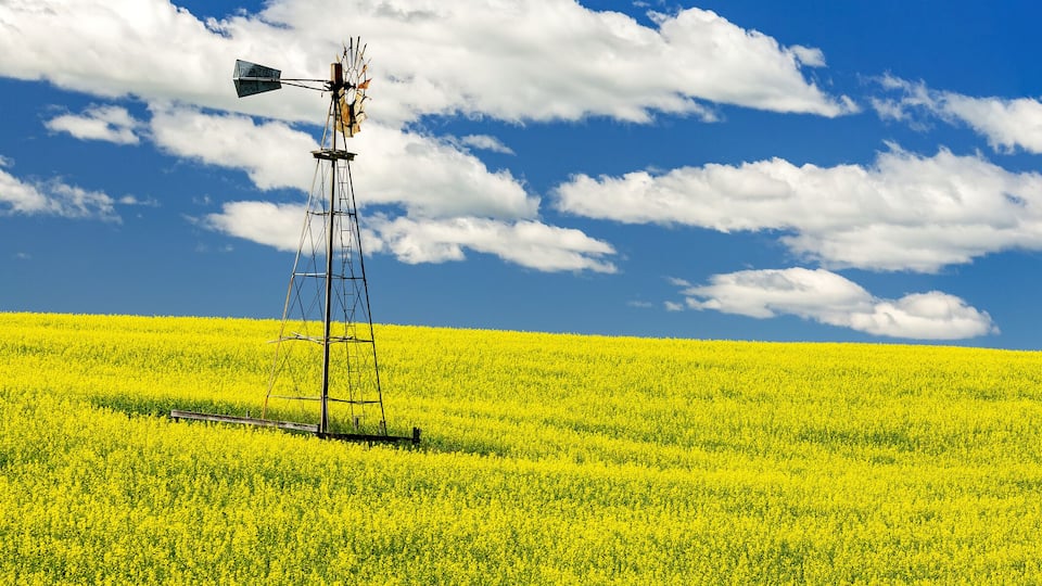 Panorama of a flowering canola field with an old wind mill tower in the middle, with a blue sky and white, puffy clouds; North of Three Hills, Alberta, Canada