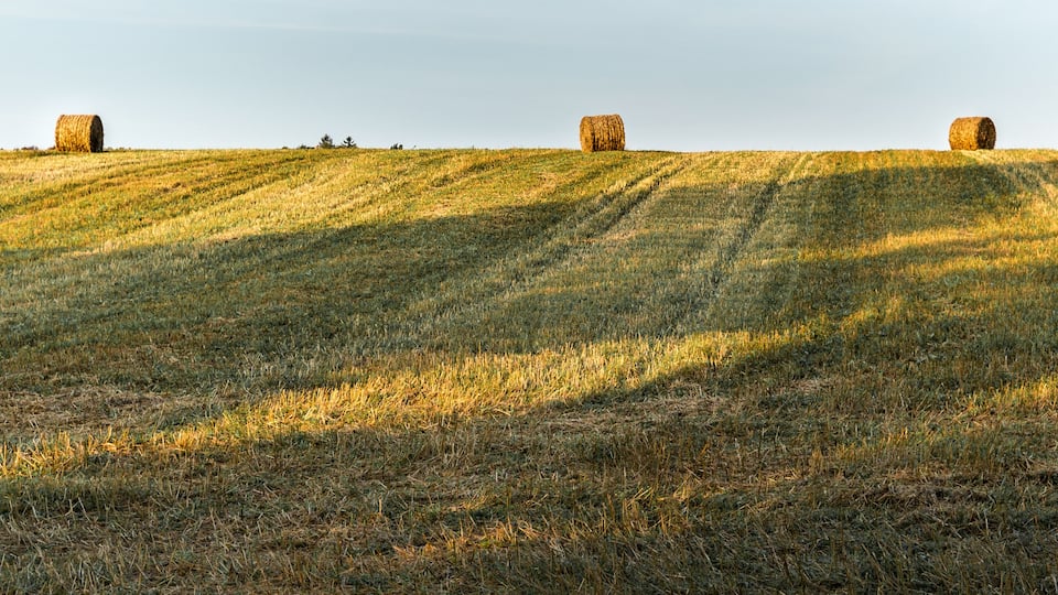 Three bales of hay on a hill in a farm field