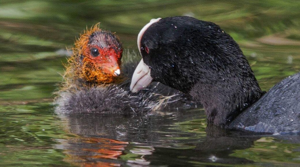 Coots