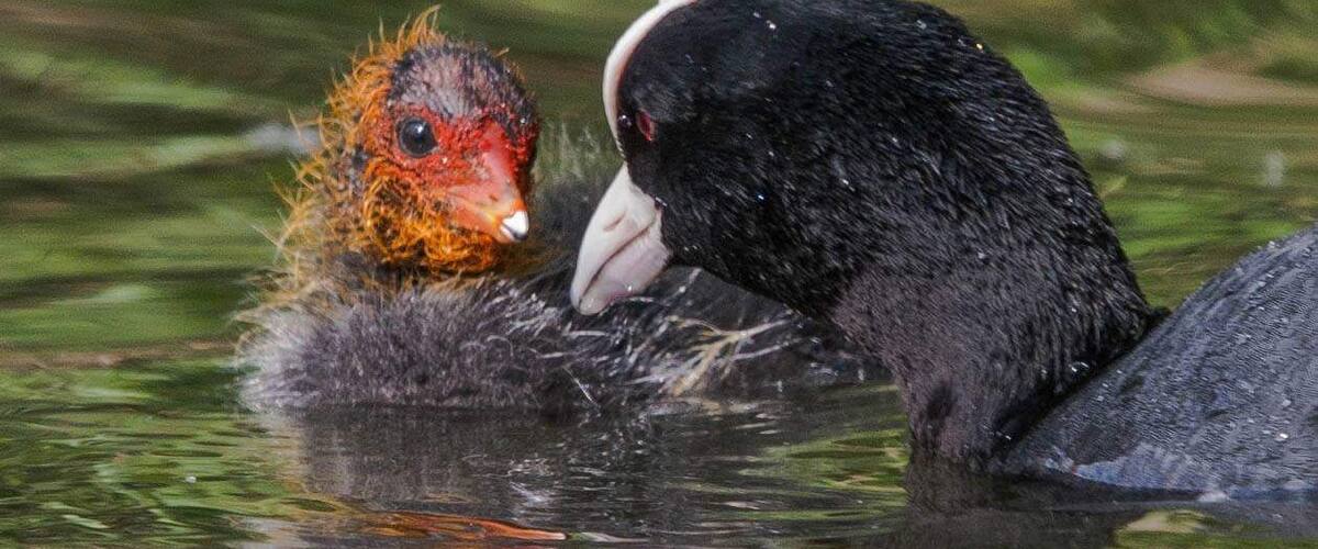 Coots
