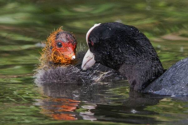 Coots