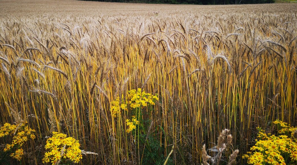 The area round Little Salkeld is golden with crops of barley etc