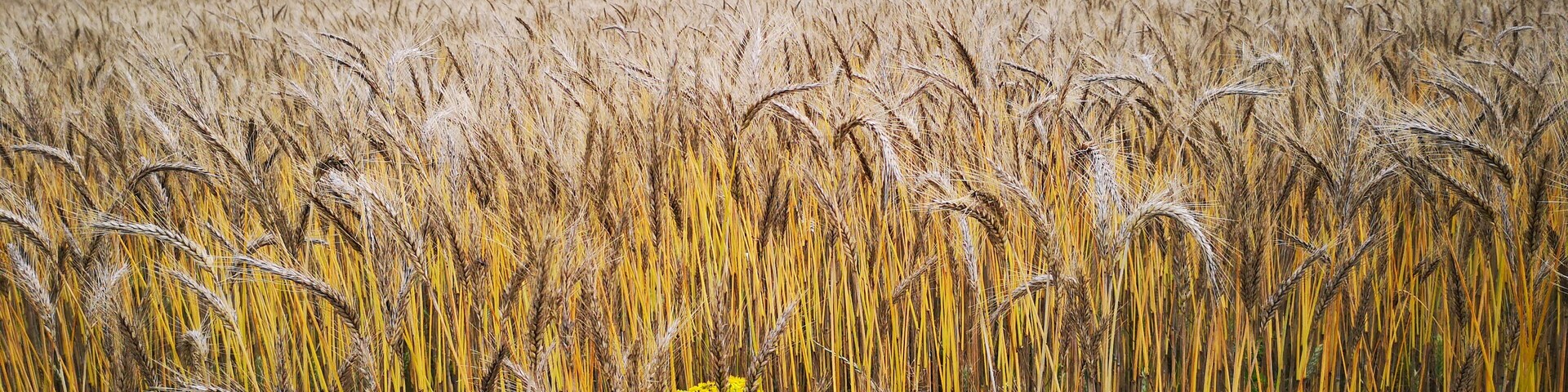 The area round Little Salkeld is golden with crops of barley etc