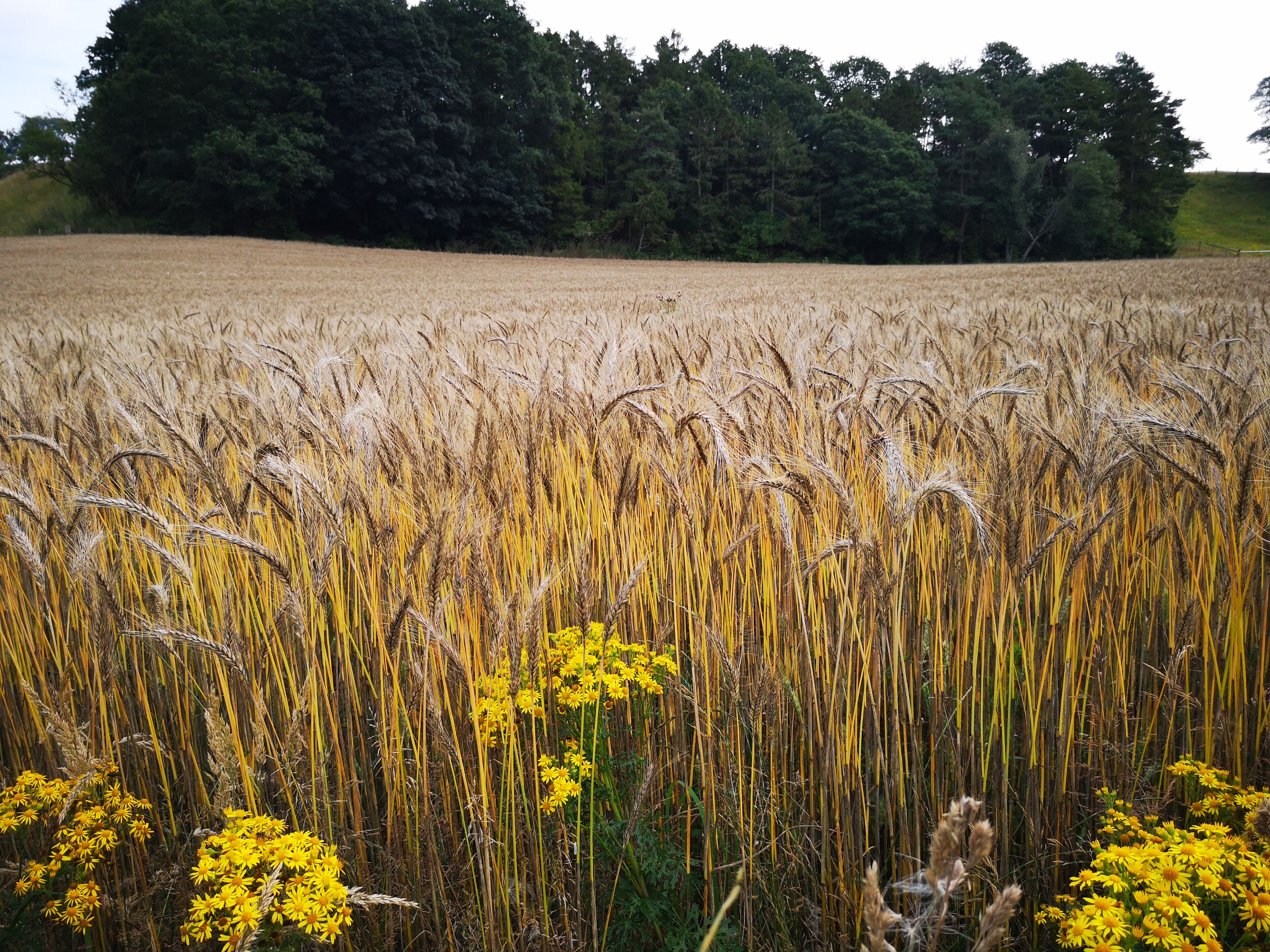 A wheat field with yellow flowers in the foreground and a forest in the background.