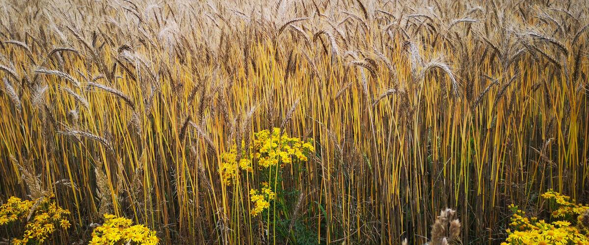 A wheat field with yellow flowers in the foreground and a forest in the background.