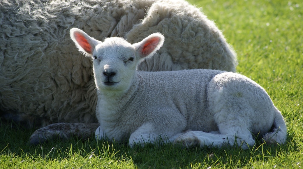 Lakeland Sheep, Derwent Water, Cumbria, England