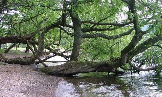 Un árbol caído en una zona boscosa cerca de un cuerpo de agua.