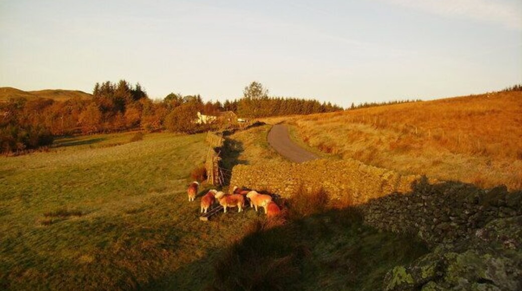 Herdwicks, Dockray Some tups in the morning sun