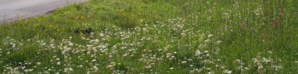 the road to Greenholme After a shower its very clear today looking down the valley towards Greenholme.