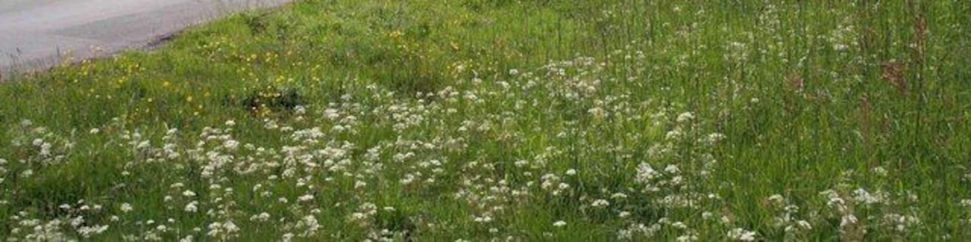 the road to Greenholme After a shower its very clear today looking down the valley towards Greenholme.