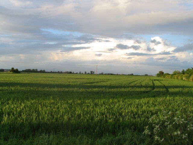 A Market Deeping Field. Typical of the large open fields of the fens. Unfortunately I'm no crop expert.