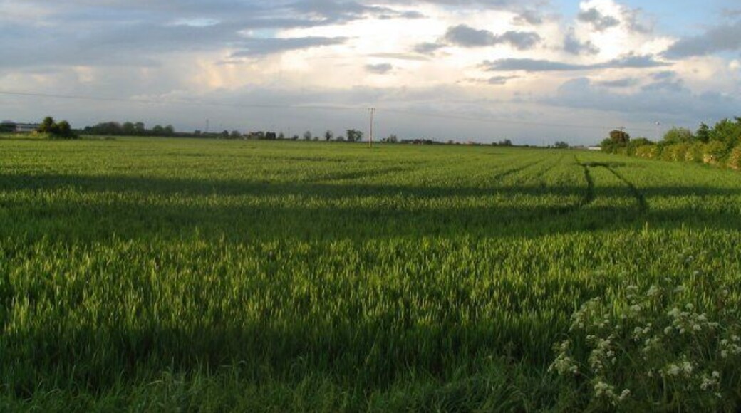 A Market Deeping Field. Typical of the large open fields of the fens. Unfortunately I'm no crop expert.