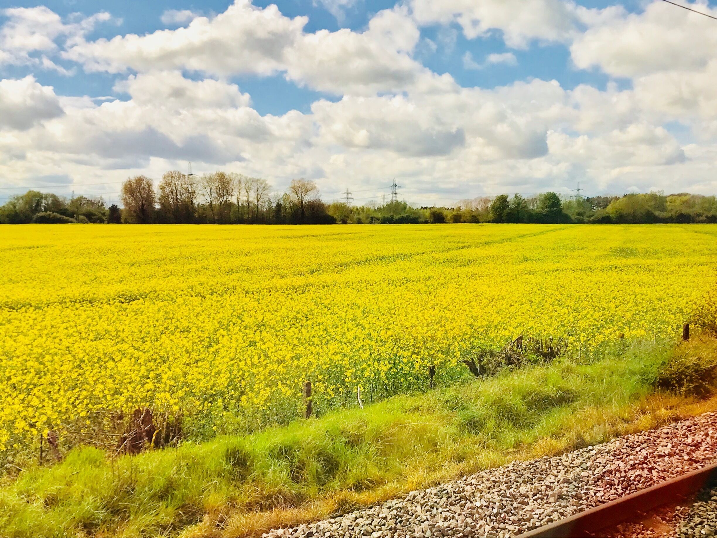 On my way to Edinburgh 
#LifeAtExpedia #Scotland #Flowers #Yellow #Spring #VirginTrain