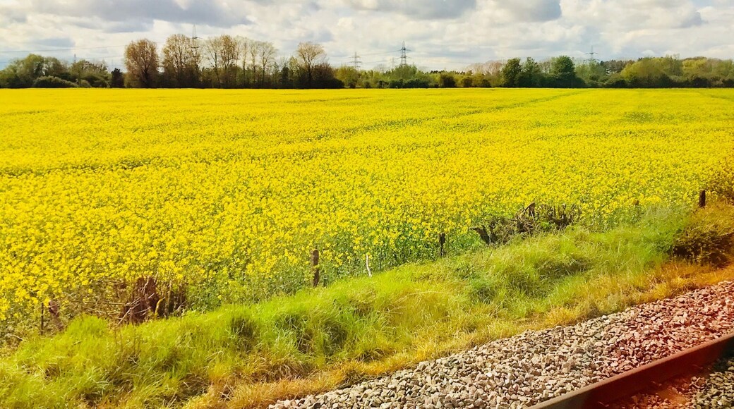 On my way to Edinburgh
#LifeAtExpedia #Scotland #Flowers #Yellow #Spring #VirginTrain